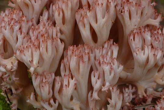 Ramaria botrytis (Pers.) Bourdot 1894 resmi