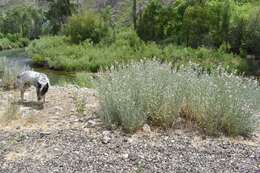 Image of Stephanomeria occultata