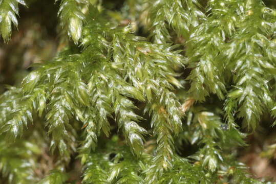 Image of isothecium moss