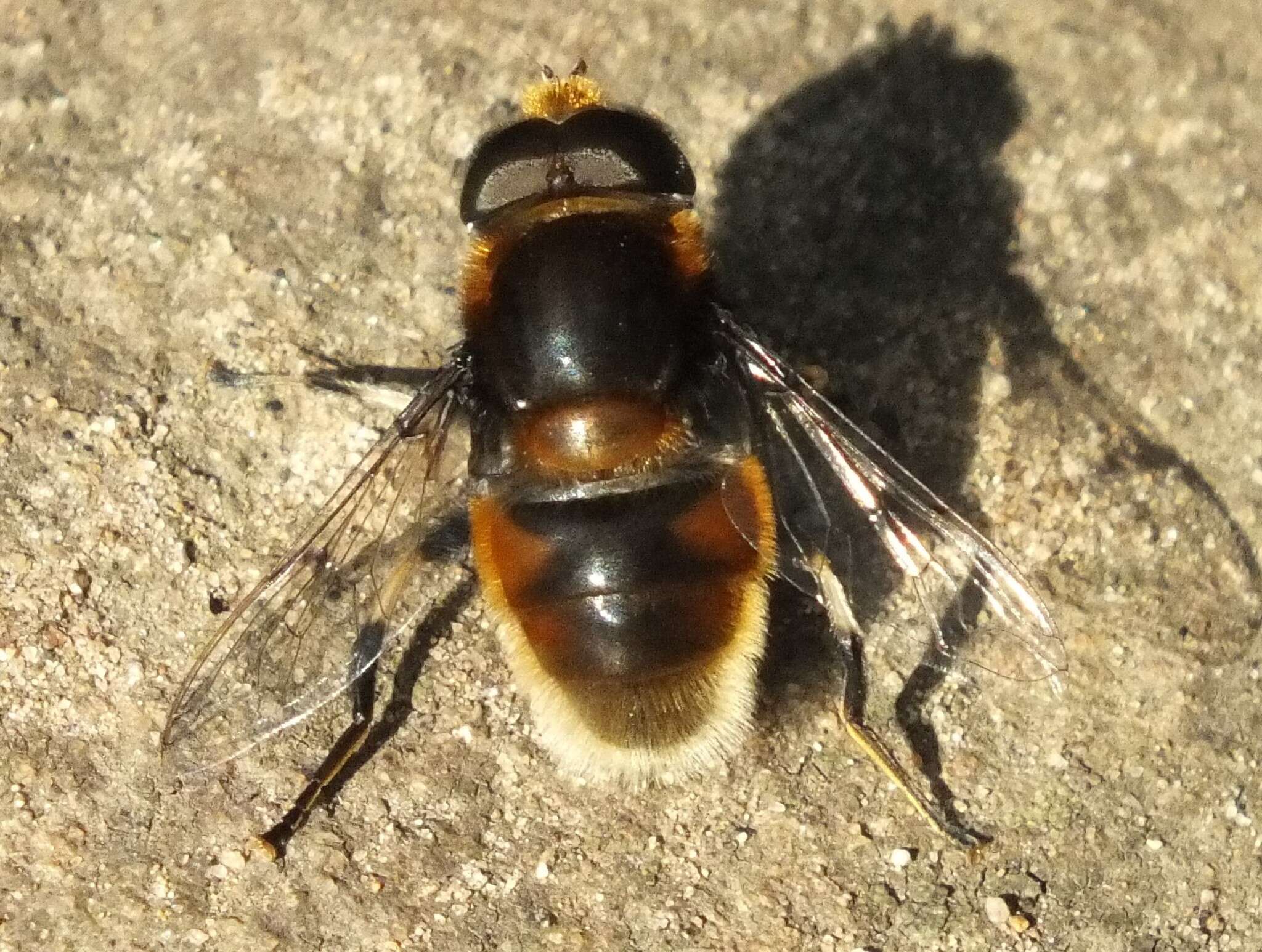 Imagem de Eristalis intricaria (Linnaeus 1758)