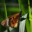 Image de Acraea encedon Linnaeus 1758