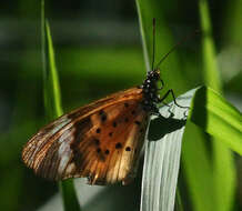 Image of Acraea encedon Linnaeus 1758