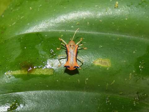 Image of Sceloenopla apicispina Staines 2002