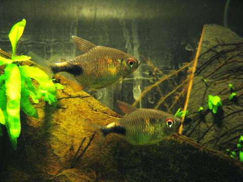 Image of Black wedge tetra