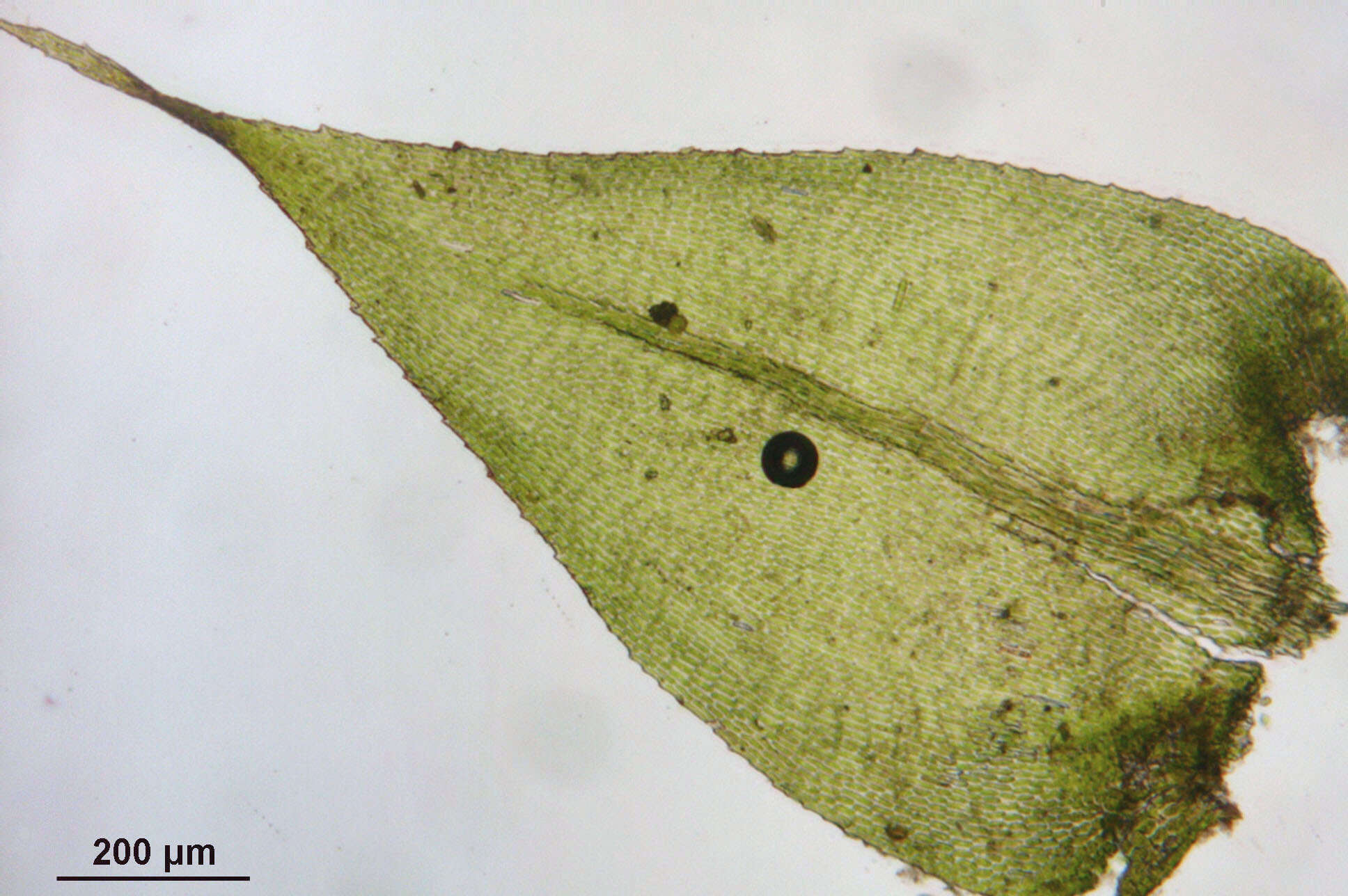 Image of isothecium moss