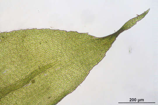 Image of isothecium moss