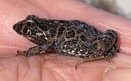 Image of Glauert's Froglet