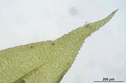 Image of isothecium moss