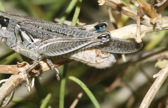 Слика од Melanoplus complanatipes Scudder & S. H. 1897