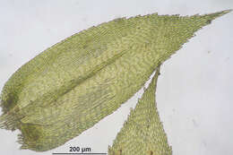 Image of isothecium moss