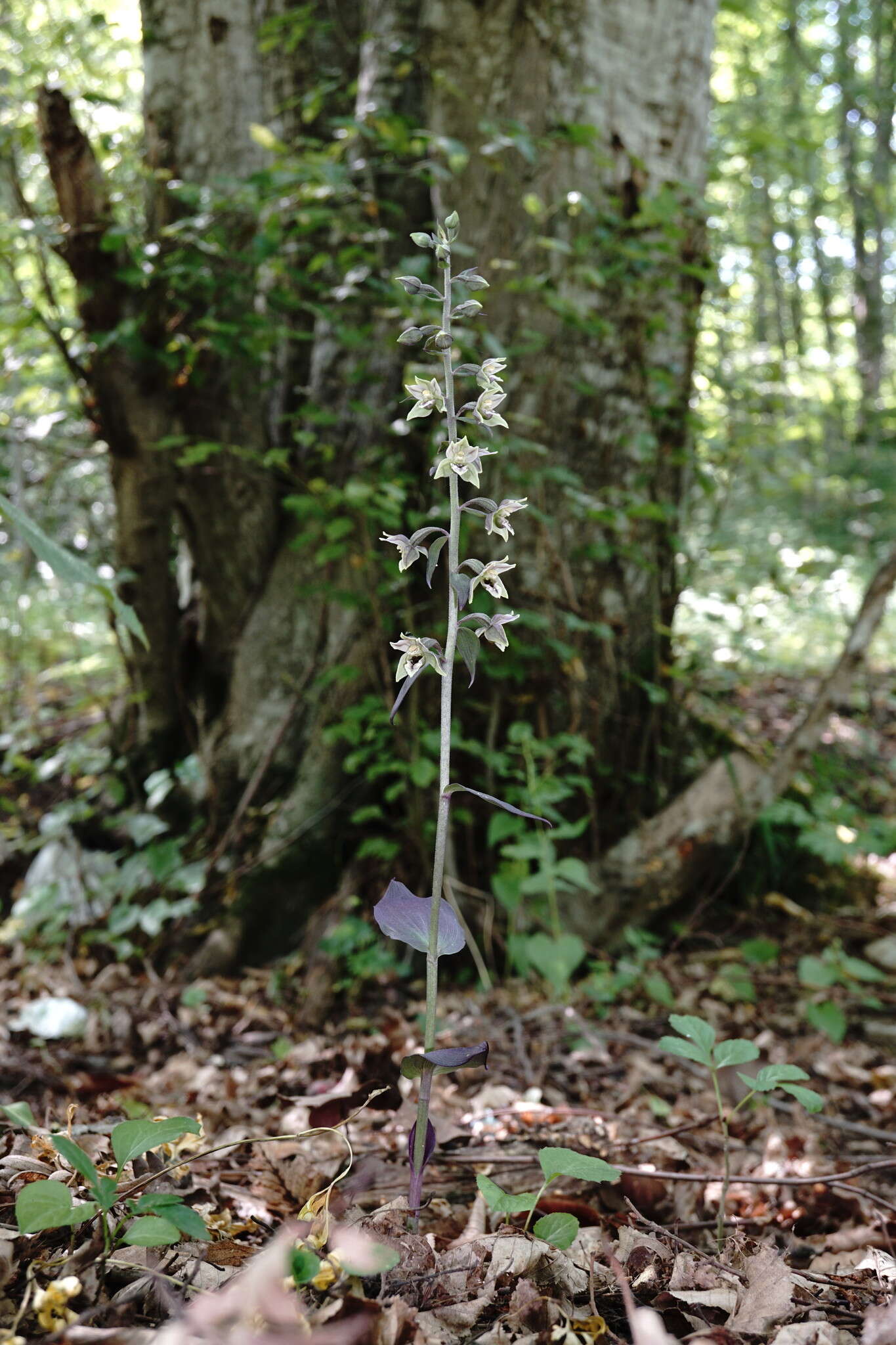 Image of Epipactis condensata Boiss. ex D. P. Young