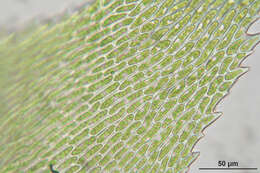 Image of isothecium moss