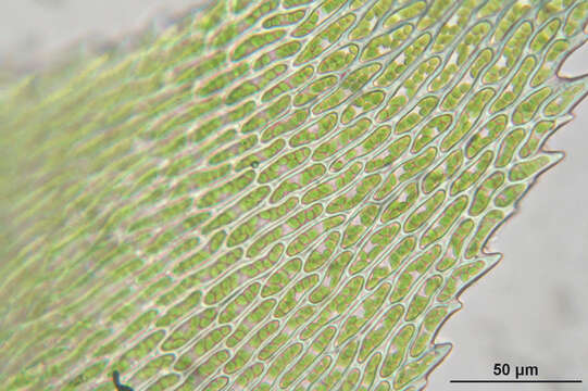 Image of isothecium moss