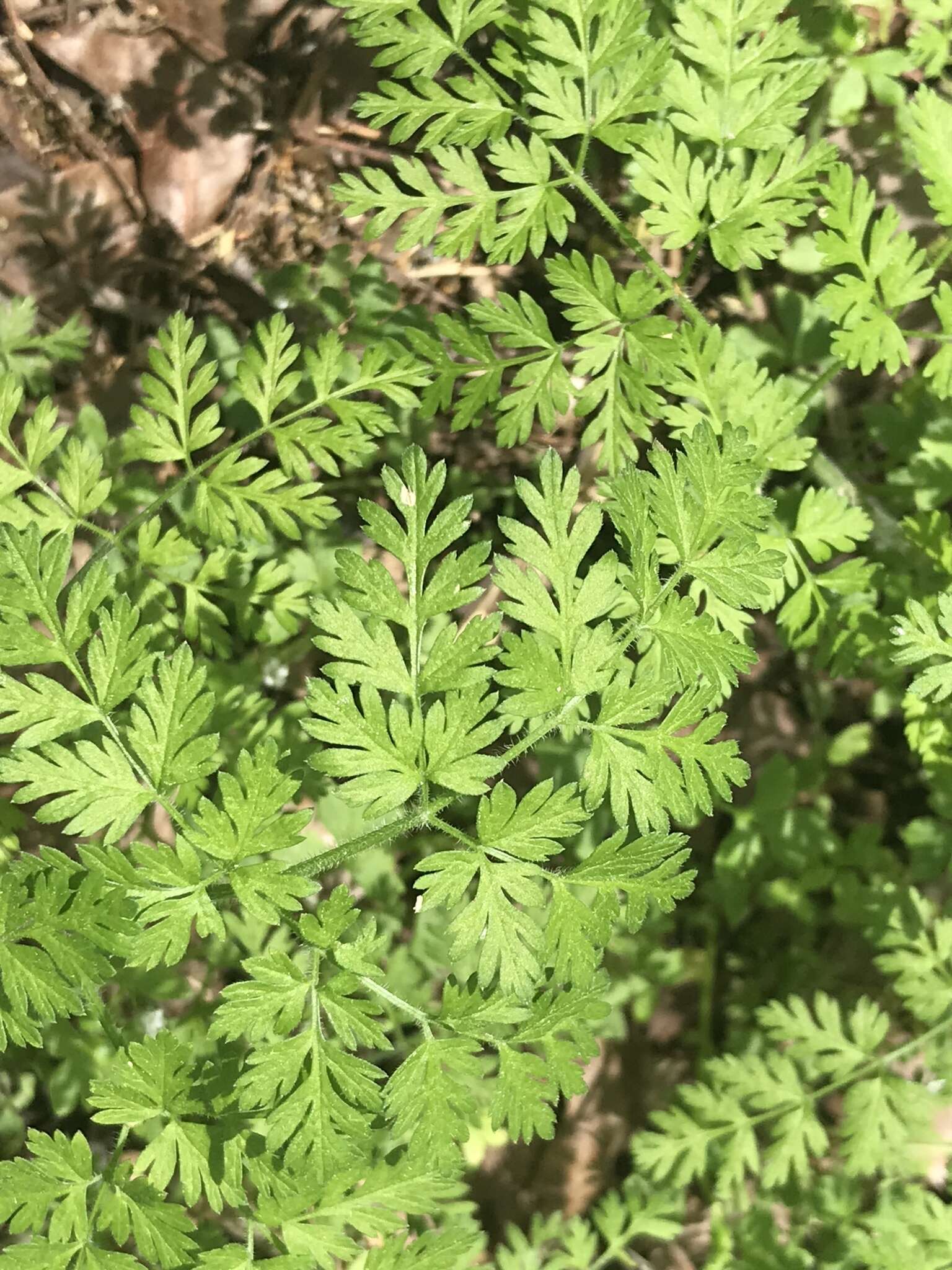 Image of spreading chervil