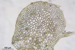 Image of isothecium moss