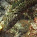 Epinephelus guttatus (Linnaeus 1758) resmi