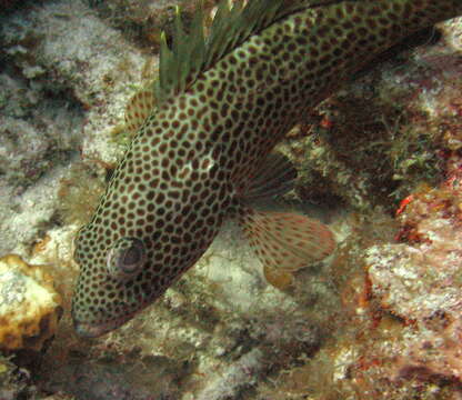 Epinephelus guttatus (Linnaeus 1758) resmi