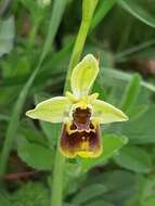 Ophrys fuciflora subsp. bornmuelleri (M. Schulze) B. Willing & E. Willing resmi