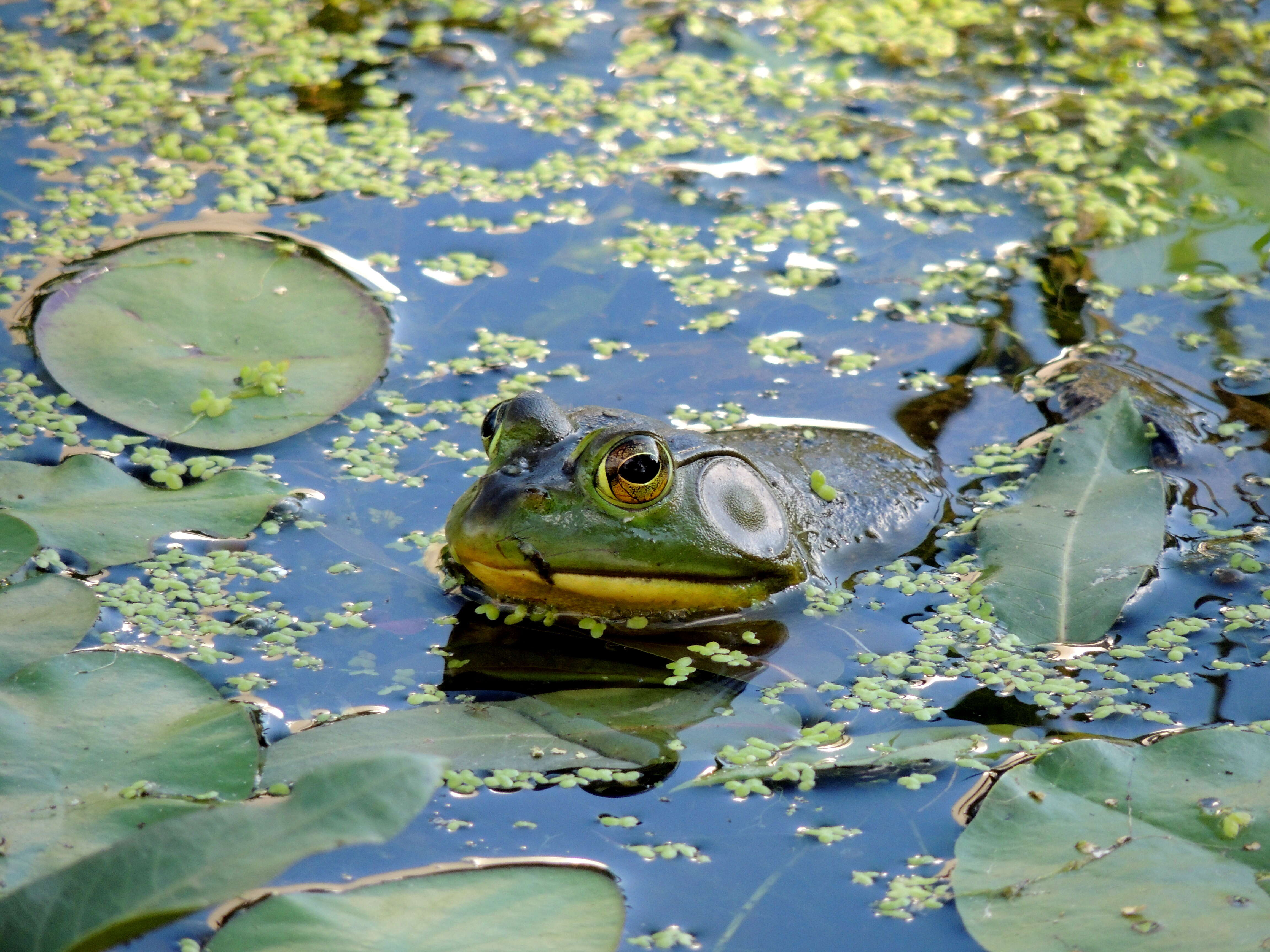 Image of American Bullfrog