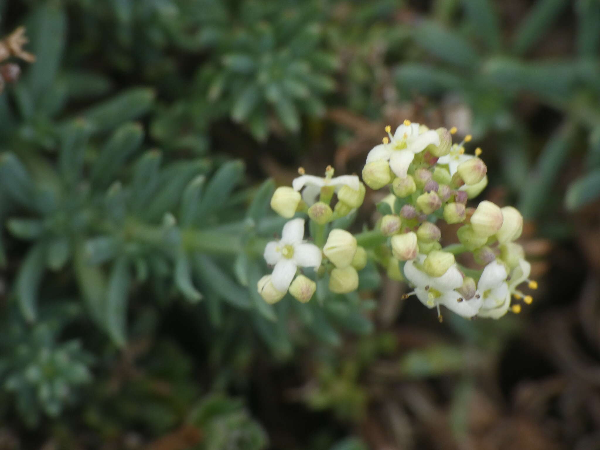 Plancia ëd Galium aetnicum Biv.