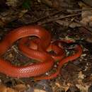 Image de Pseudoboa coronata Schneider 1801