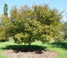 Imagem de Prunus incisa C. P. Thunb. ex A. Murray