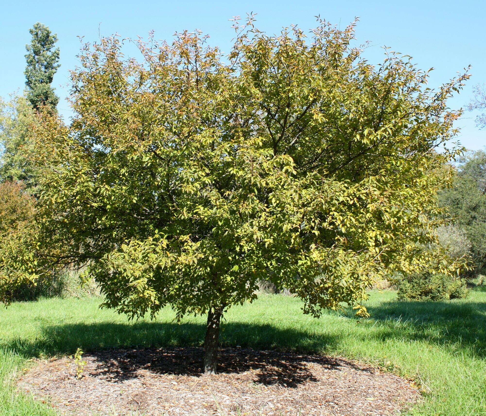 Image of Prunus incisa C. P. Thunb. ex A. Murray