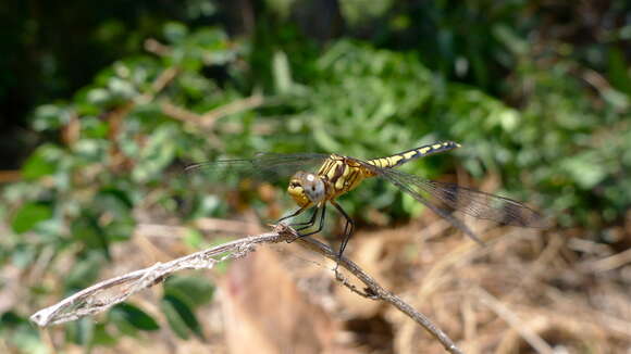 Image of Black Percher