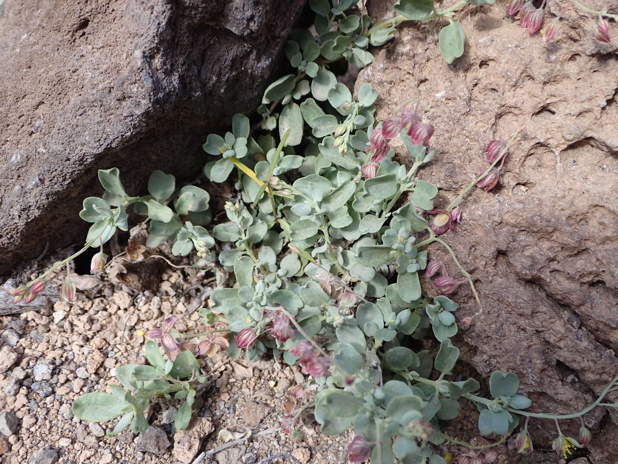 Helianthemum canariense (Jacq.) Pers.的圖片