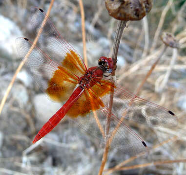 Imagem de Trithemis kirbyi Selys 1891