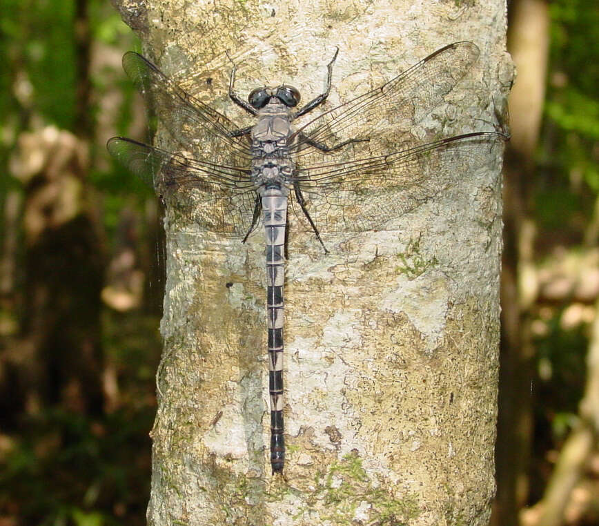 Image of Tachopteryx Uhler ex Selys 1859