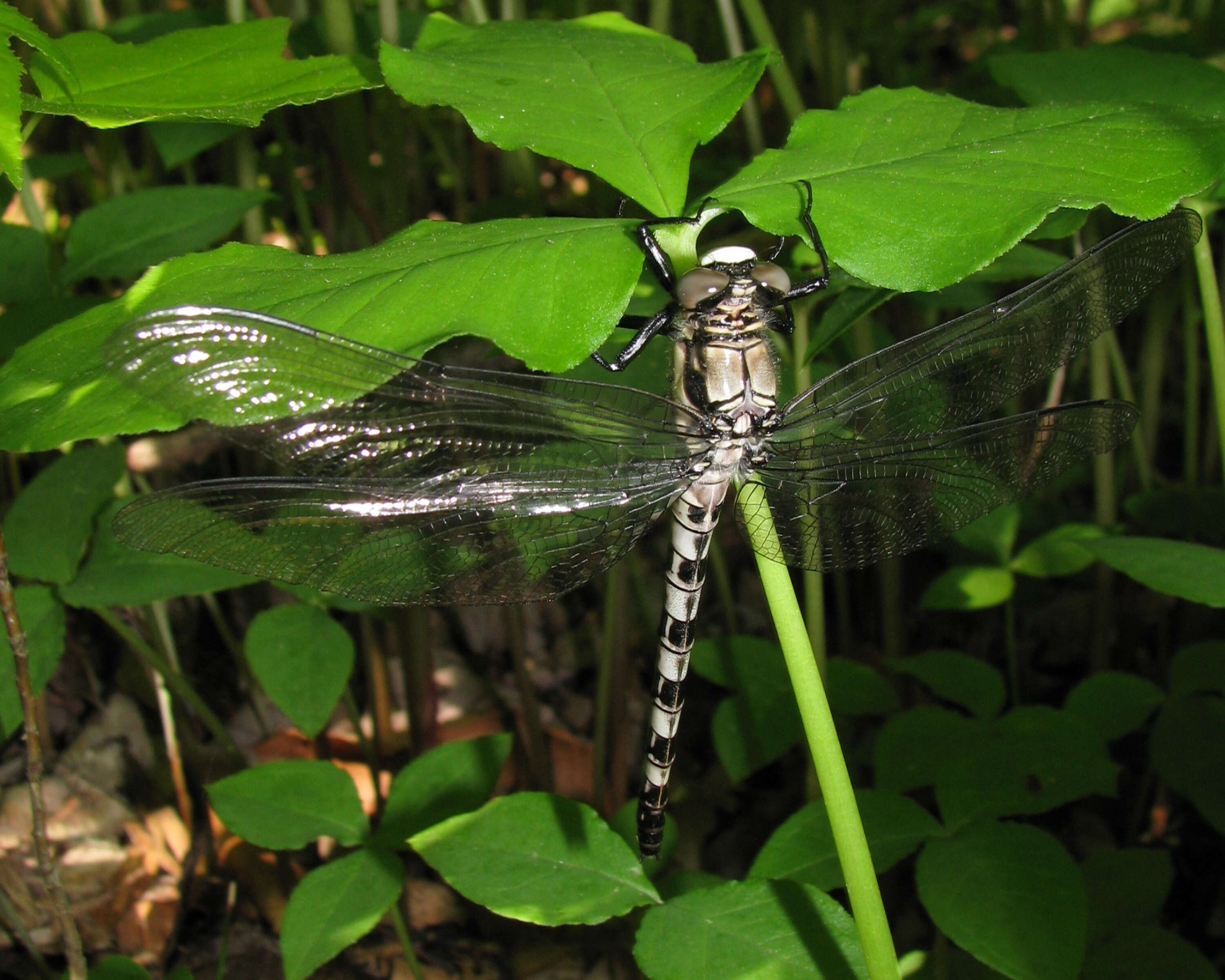 Image of Tachopteryx Uhler ex Selys 1859