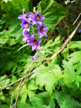 Image of Delphinium oxysepalum Pax & Borbas