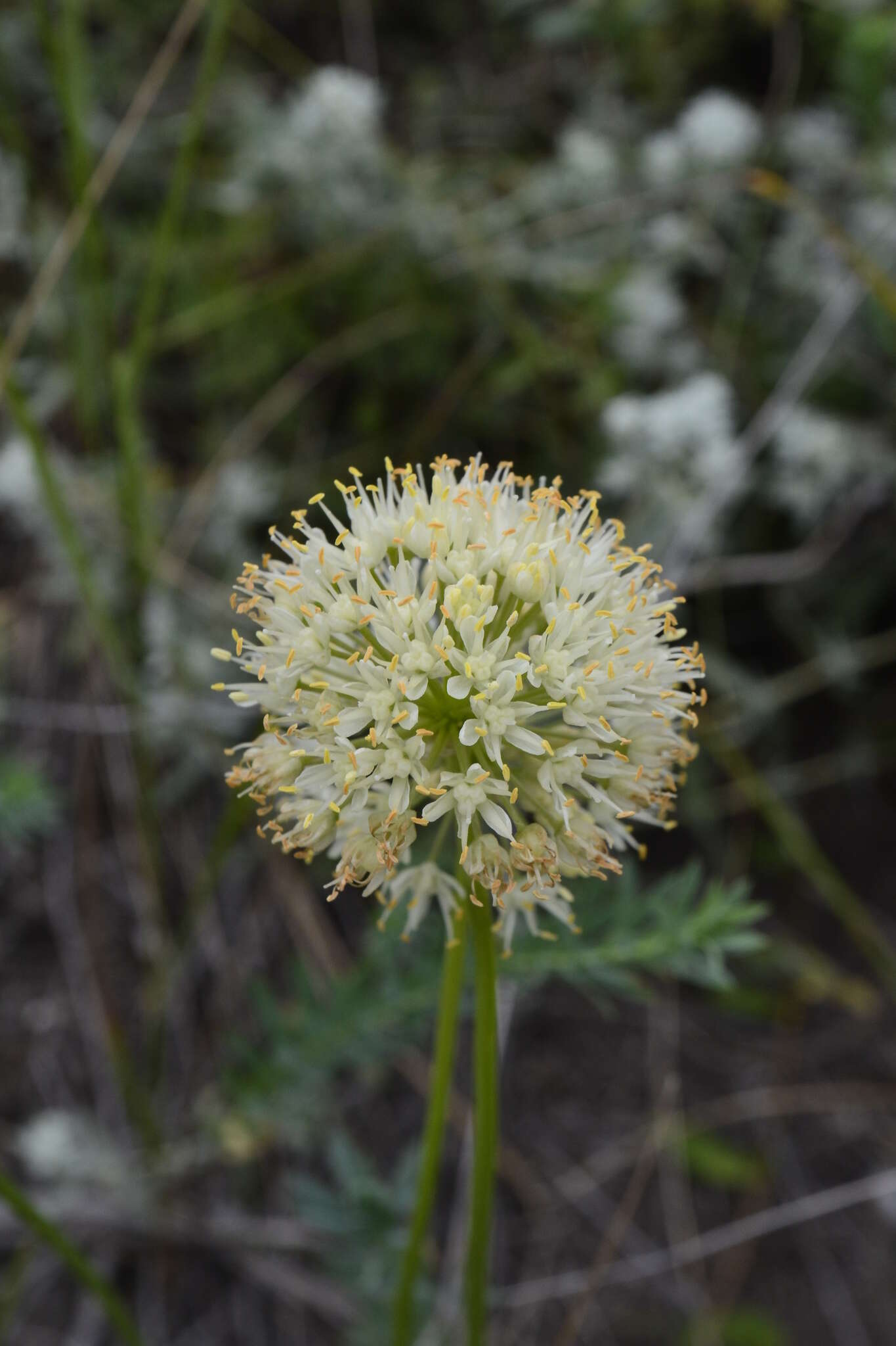 Image of Allium flavescens Besser