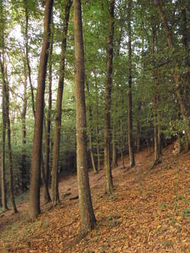 Image of European hornbeam