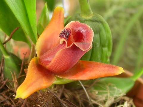 Image of Maxillaria desvauxiana Rchb. fil.