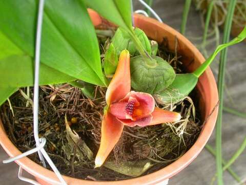 Image of Maxillaria desvauxiana Rchb. fil.