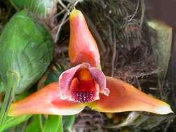 Image of Maxillaria desvauxiana Rchb. fil.