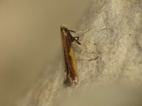 Image of Azalea leafminer