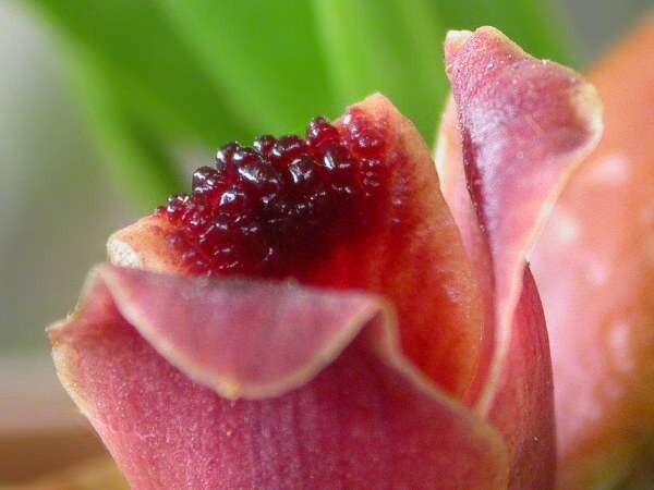 Image of Maxillaria desvauxiana Rchb. fil.