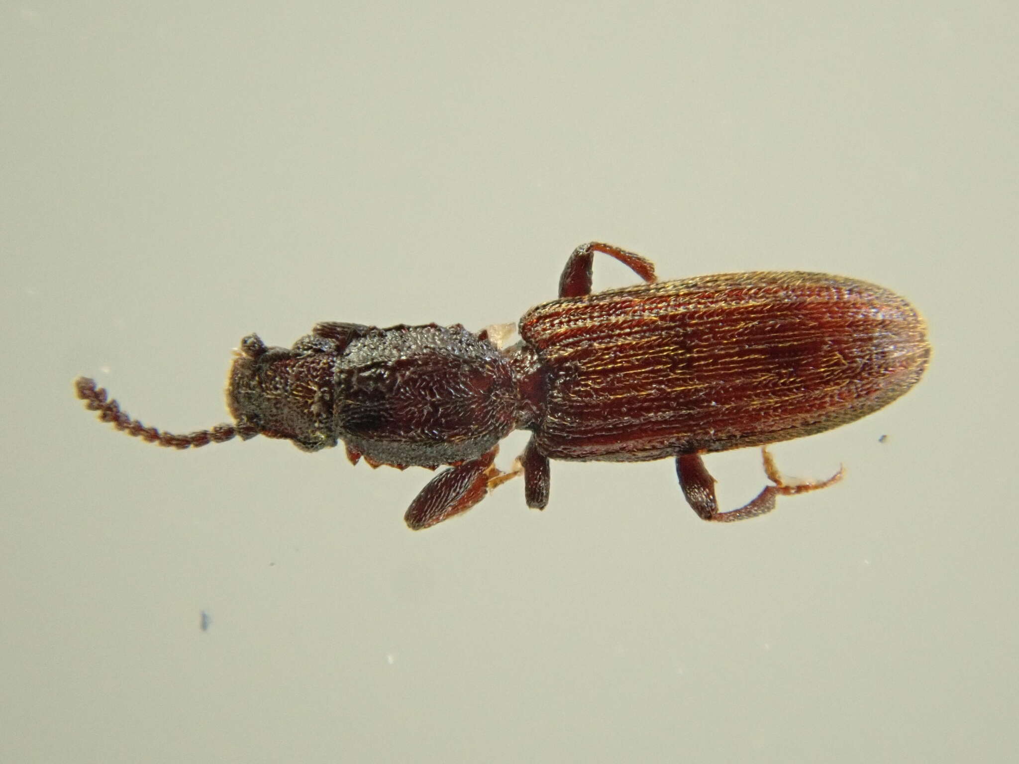 Image of Merchant Grain Beetle