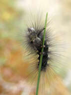 Image of Larch Tussock Moth