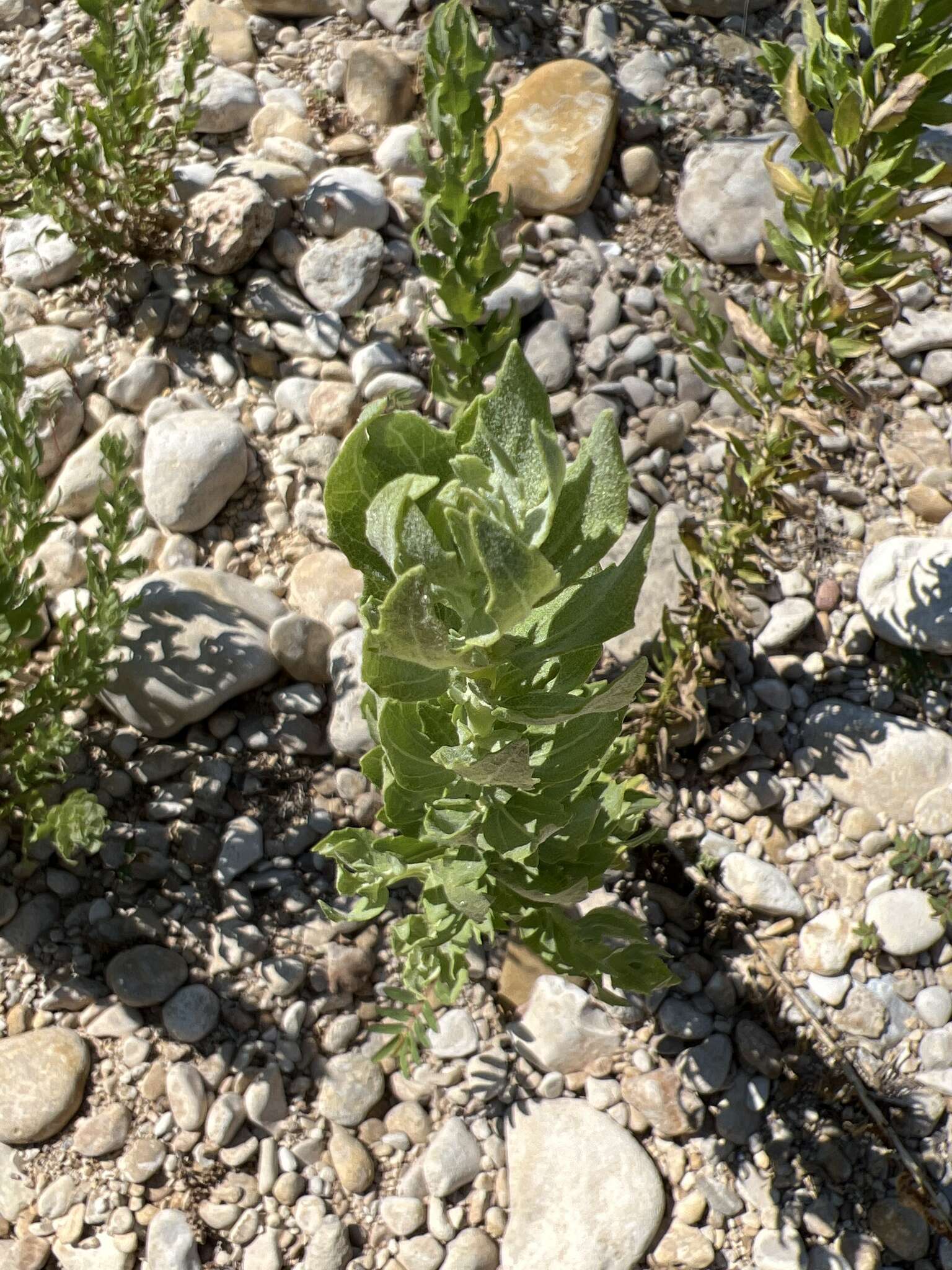 Image de Brickellia dentata (DC.) Sch. Bip.