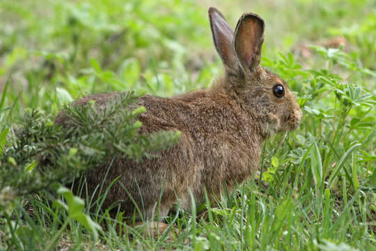 Image of snowshoe hare