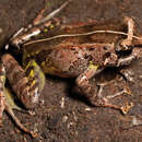 Platymantis cornutus (Taylor 1922) resmi