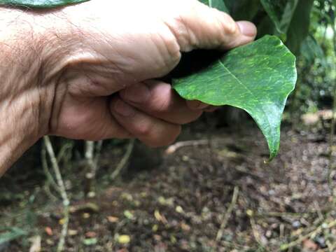 Imagem de Hymenosporum