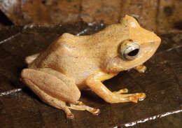 Image of Polillo forest frog