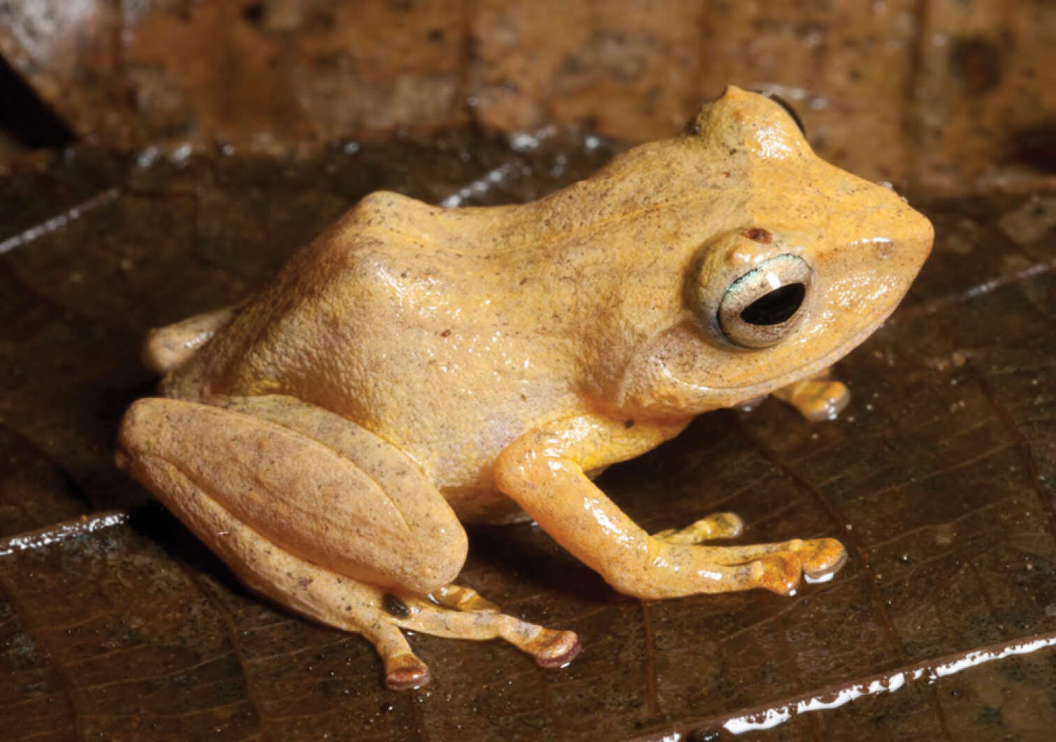 Image of Polillo forest frog