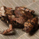 Platymantis pygmaeus Alcala, Brown & Diesmos 1998 resmi