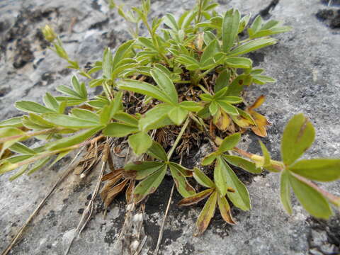 Image of Potentilla caulescens L.